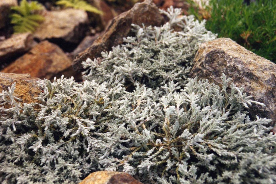 Helichrysum 'County Park Silver' en fleurs dans un muret ensoleillé